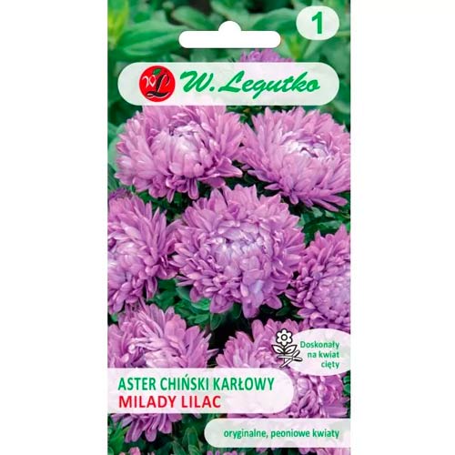 1 szt, Aster karłowy Milady Lilac - Nasiona: Ilość w opakowaniu: 1 g