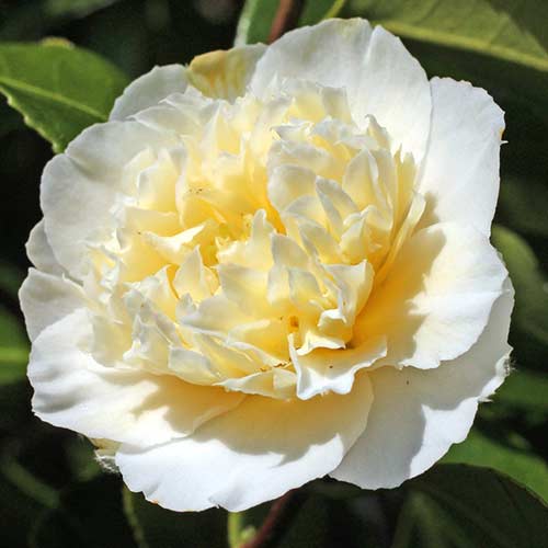 1 Stück, Japanische Kamelie Yellow - Stauden: Ilość w opakowaniu: 1 Stück