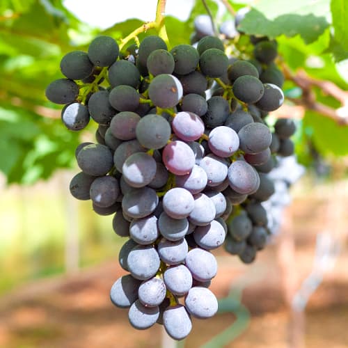 Videira Kodrianka - Plântulas: Ilość w opakowaniu: 1 plant