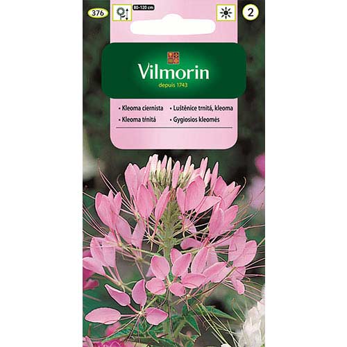 1 szt, Kleoma ciernista (Kleome), mieszanka Vilmorin - Nasiona: Ilość w opakowaniu: 1 g