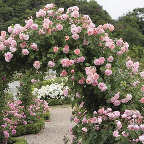 1 Pflanze(n), Kletterrose Valeria - Setzlinge: Ilość w opakowaniu: 1 Pflanze(n)