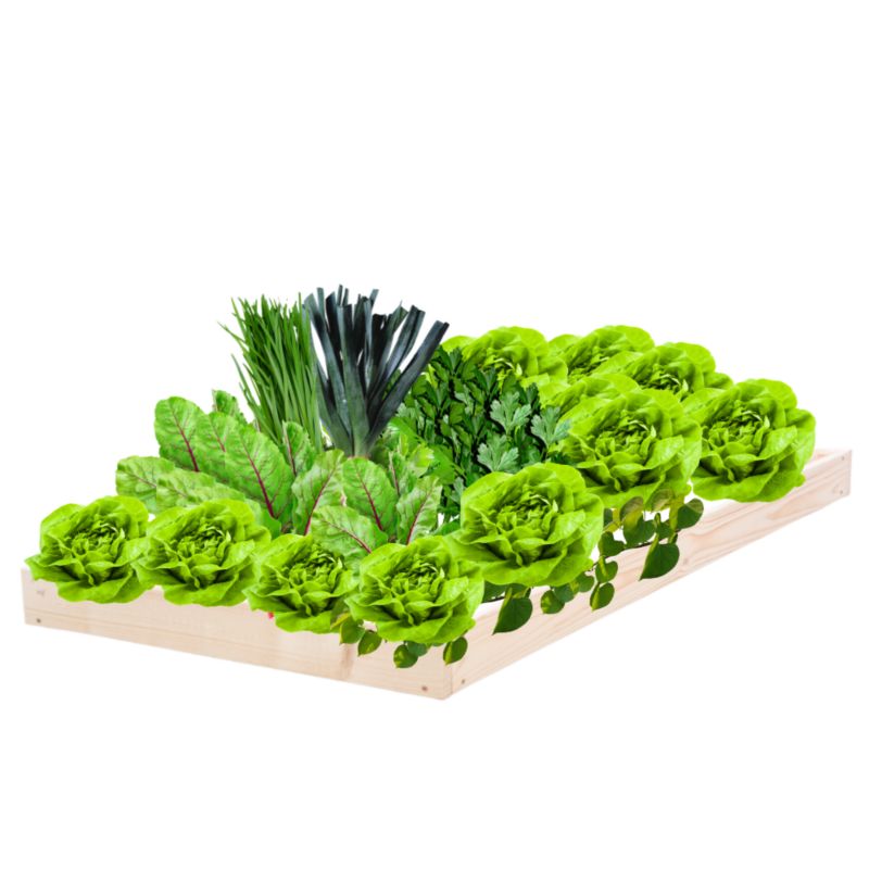 Skrzynia warzywna MODO24 regulowana inspekt 9x60x60 cm przezroczyste impregnowane drewno 1 szt