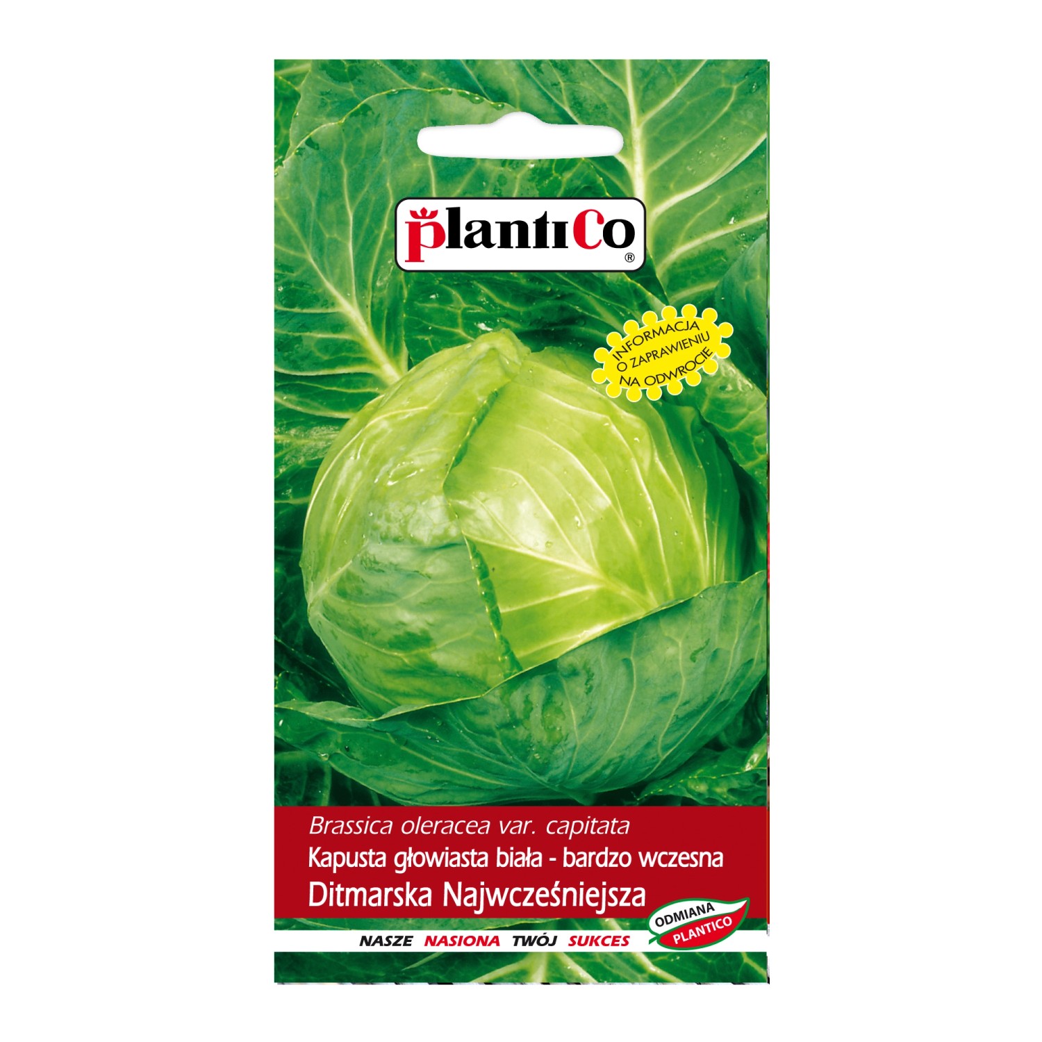 Kapusta głąbiasta Ditmarska