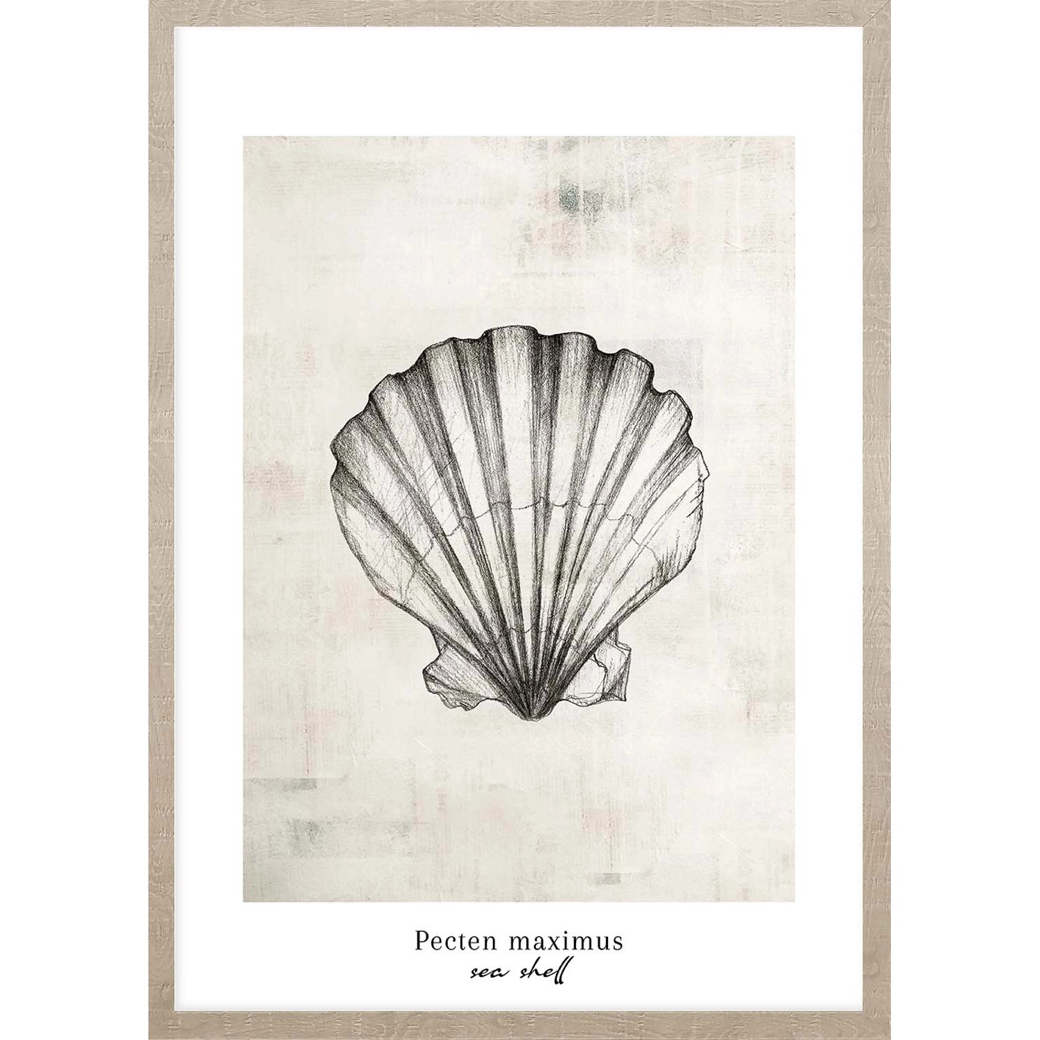 ARS LONGA Obraz SEA SHELL 53 x 73 cm