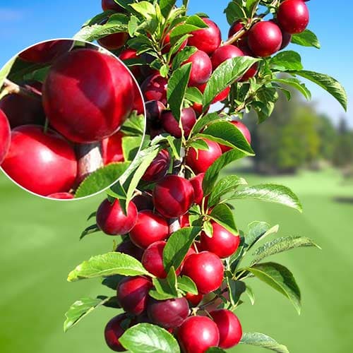 1 saz, Slivoň sloupovitá Rubin, С2 - : Monžstvo balíkov: 1 saz