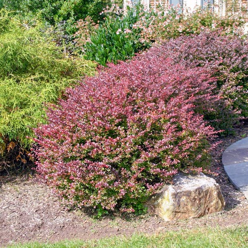 1 saz, Dřišťál Thunbergův Carmen - : Monžstvo balíkov: 1 saz