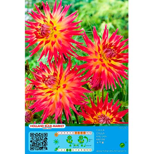 1 cib, Jiřina kaktusová Bora Bora - : Monžstvo balíkov: 1 cib