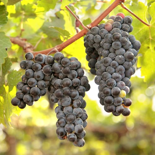 1 db, Szőlő New York Muscat, Р9 - Dugványok: Mod de ambalare: 1 db