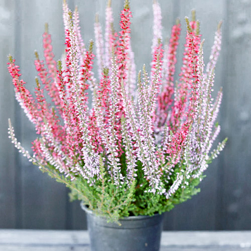 1 Pflanze(n), Besenheide Twins Athene/Hilda - Setzlinge: Ilość w opakowaniu: 1 Pflanze(n)