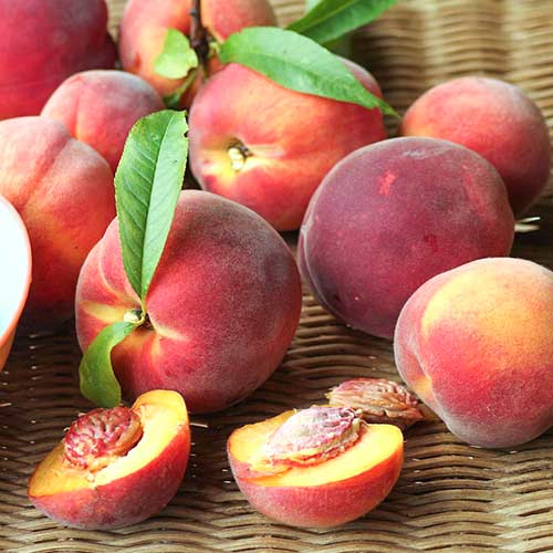 1 Pflanze(n), Pfirsich Carlo - Setzlinge: Ilość w opakowaniu: 1 Pflanze(n)