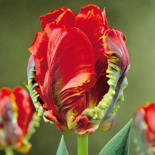 5 Stück, Tulpe Rococo Parrot - Blumenzwiebeln: Ilość w opakowaniu: 5 Stück