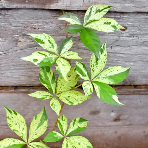 Parthenocissus Star Showers - Plântulas: Ilość w opakowaniu: 1 plant