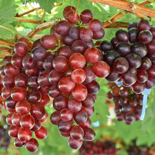 Videira Lidia, P9 - Plântulas: Ilość w opakowaniu: 1 plant