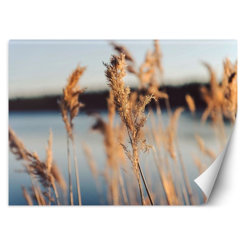 Fototapeta Feeby Trawa pampasowa na tle jeziora 254x184 1 szt