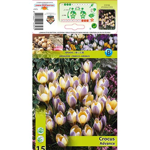 15 szt., Krokus botaniczny Advance - Cebule: Ilość w opakowaniu: 15 szt.