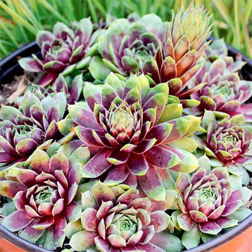 1 sadz, Rojnik (Sempervivum) Queen Elizabeth - Sadzonki: Ilość w opakowaniu: 1 sadz