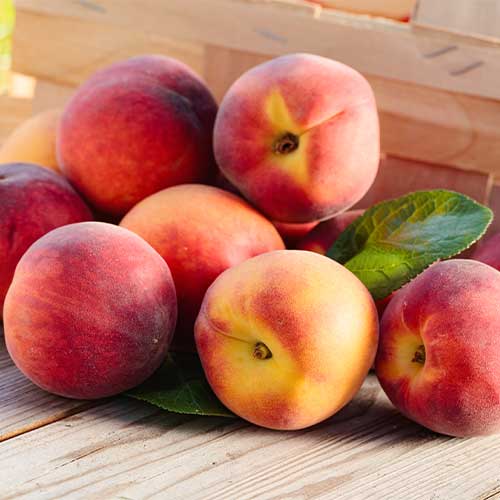 1 saz, Broskvoň Romeo - : Monžstvo balíkov: 1 saz