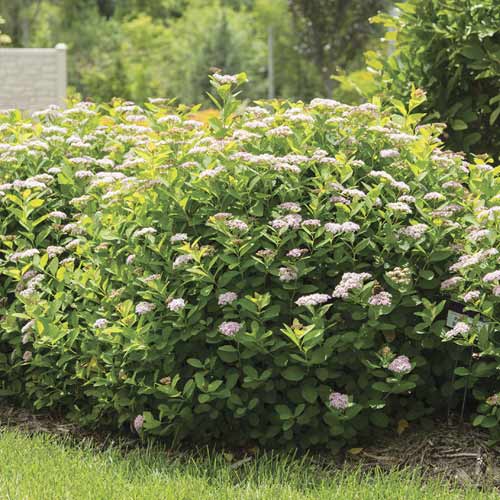 1 db, Gyöngyvessző Pink Sparkler PBR, C3 - Palánták: Mod de ambalare: 1 db