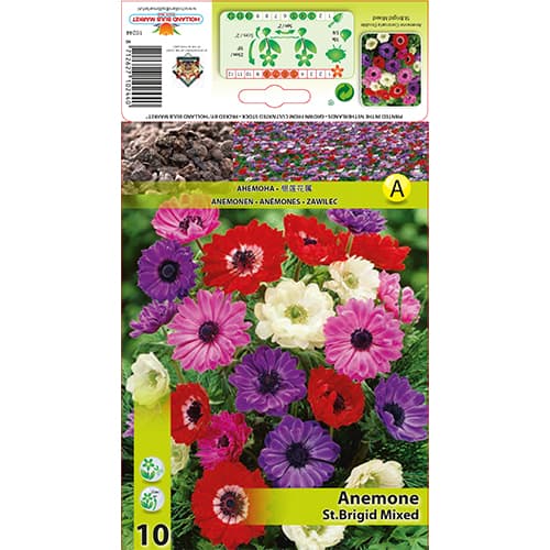 10 db, Szellőrózsa St. Brigid színkeverék - Hagymák: Mod de ambalare: 10 db