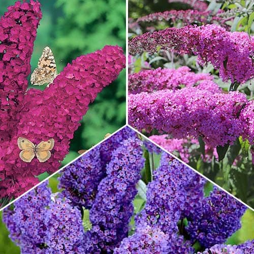 Buddleia, Set mit 3 Setzlingen - Setzlinge: Ilość w opakowaniu: 3 Pflanze(n)