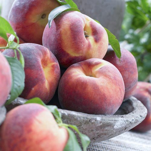 1 Pflanze(n), Pfirsich Haly Gali, С2 - Setzlinge: Ilość w opakowaniu: 1 Pflanze(n)