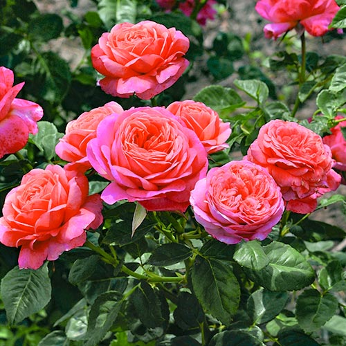 1 Pflanze(n), Blumenstrauß Rose Peach Vaza - Setzlinge: Ilość w opakowaniu: 1 Pflanze(n)