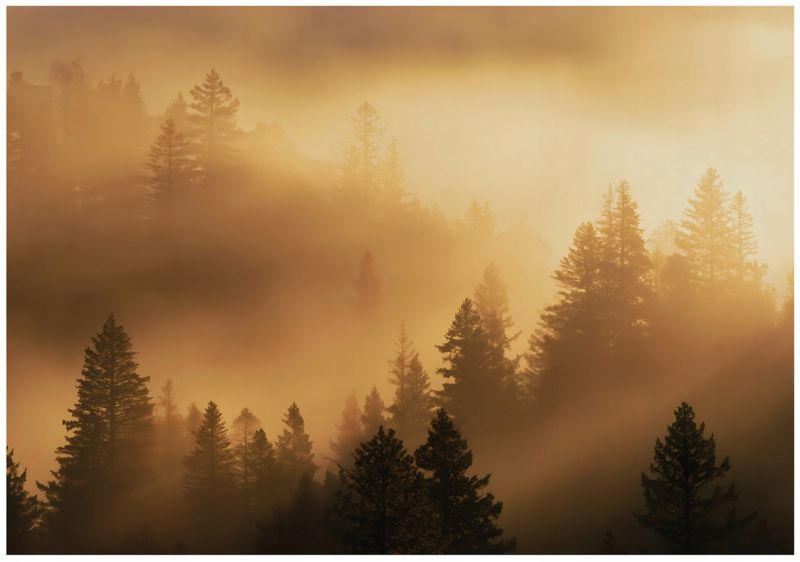 Fototapeta WALLARENA Do Sypialni Salonu Na Flizelinie Las Mgła Drzewa 300x210 cm 1 szt.