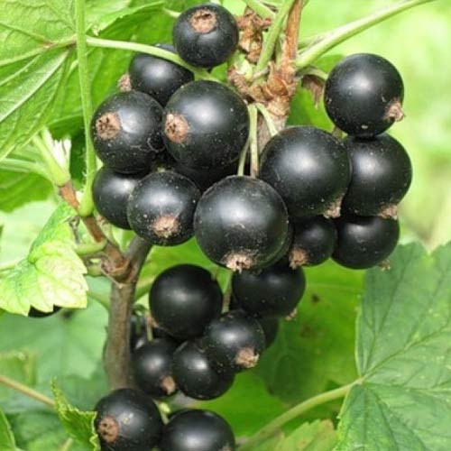 2 sadz, Porzeczka czarna Tiben - Sadzonki: Ilość w opakowaniu: 2 sadz