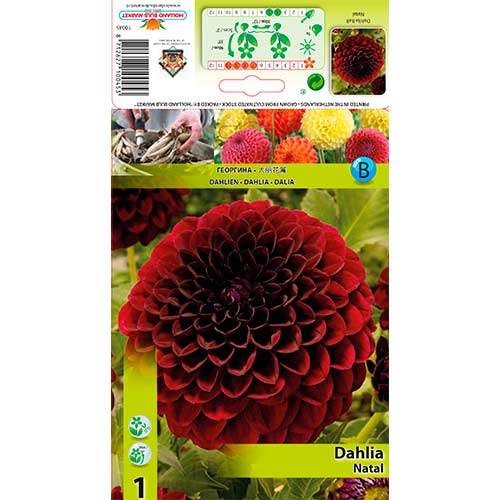 1 szt., Dalia Natal - Byliny: Ilość w opakowaniu: 1 szt.