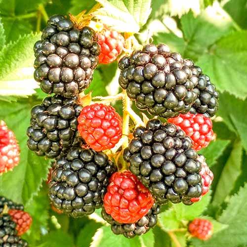 1 saz, Ostružina Triple Crown - : Monžstvo balíkov: 1 saz