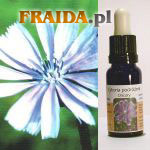 Cykoria podróżnik - Milość Bezwarunkowa