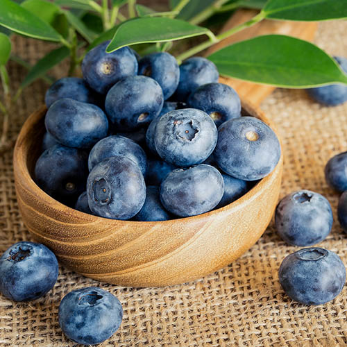 1 sadz, Borówka amerykańska Bonifacy - Sadzonki: Ilość w opakowaniu: 1 sadz