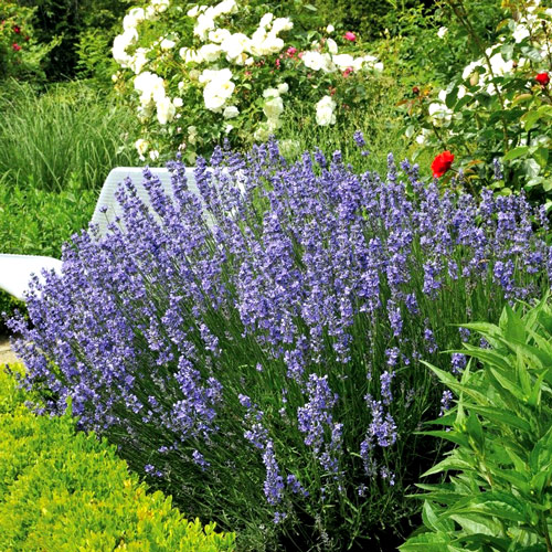 1 szt, Lawenda - Nasiona: Ilość w opakowaniu: 0.2 g