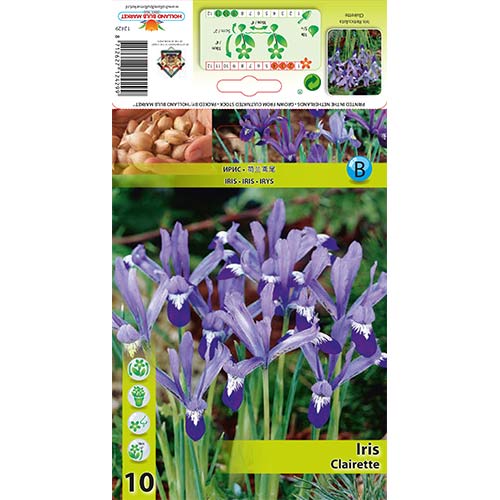 10 Stück, Geäderte Iris Clairette - Blumenzwiebeln: Ilość w opakowaniu: 10 Stück