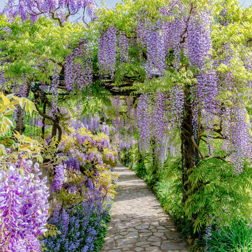 1 Pflanze(n), Blauregen Blue, P9 - Setzlinge: Ilość w opakowaniu: 1 Pflanze(n)