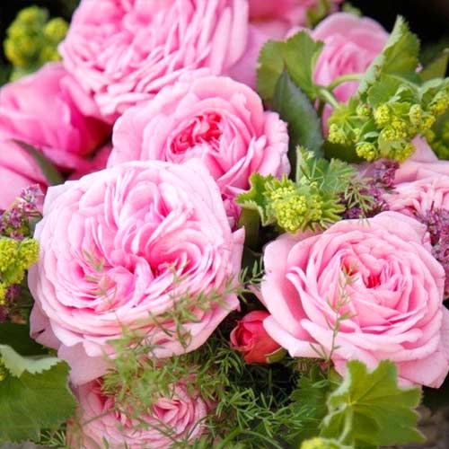 1 szt, Róża bukietowa Summer Romance - Sadzonki: Ilość w opakowaniu: 1 sadz