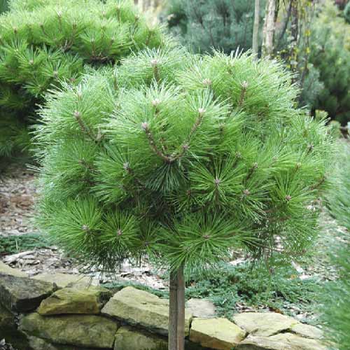 1 db, Feketefenyő Brepo, C5 - Palánták: Mod de ambalare: 1 db