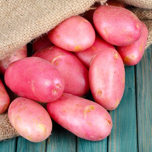 1 kg, Vetőburgonya Red Fantasy - Gumók: Mod de ambalare: 1 kg