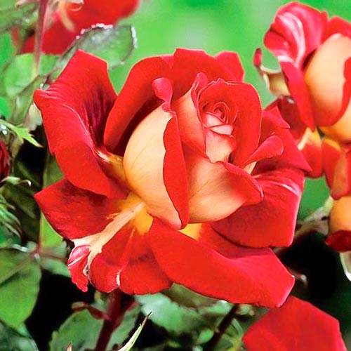 1 Pflanze(n), Edelrose Rosa Kronenburg, root ball - Setzlinge: Ilość w opakowaniu: 1 Pflanze(n)