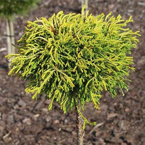 1 saz, Cypřišek Gitte, C4 - : Monžstvo balíkov: 1 saz