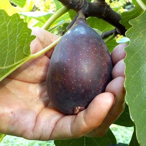 Figueira Black Mission, С2 - Plântulas: Ilość w opakowaniu: 1 plant