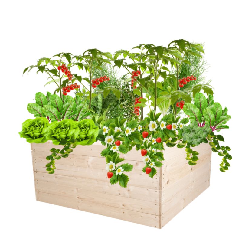 Inspekt warzywny MODO24 grządka naturalne drewno 54x103x100 cm 1 szt.