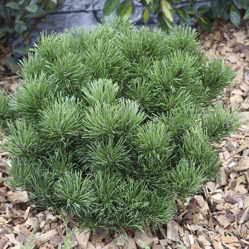 1 sadz, Sosna himalajska Pumillio, C2 - Sadzonki: Ilość w opakowaniu: 1 sadz