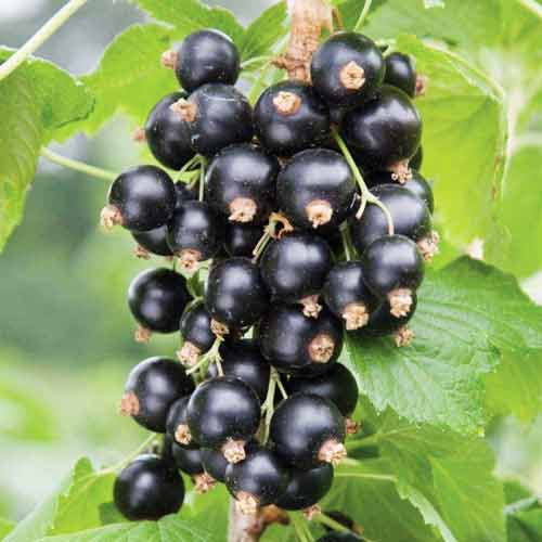 1 szt, Porzeczka czarna na pniu Wernisaż - Sadzonki: Ilość w opakowaniu: 1 sadz