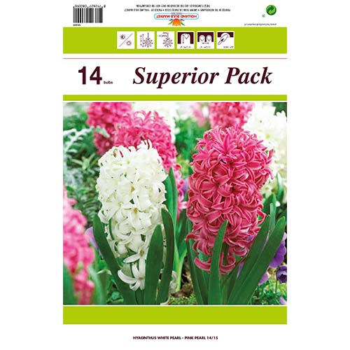 Hihetetlen ajánlat! Jácint, 14 db készlet - Hagymák: Mod de ambalare: 14 db