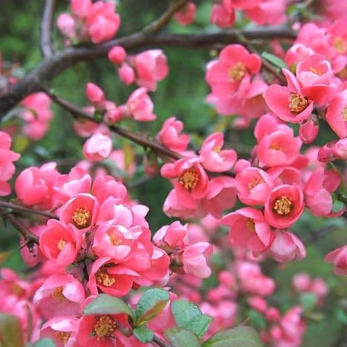 1 Pflanze(n), Zierquitte Pink Queen - Setzlinge: Ilość w opakowaniu: 1 Pflanze(n)