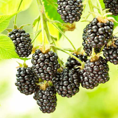 1 Pflanze(n), Brombeere Black Satin, Р9 - Setzlinge: Ilość w opakowaniu: 1 Pflanze(n)