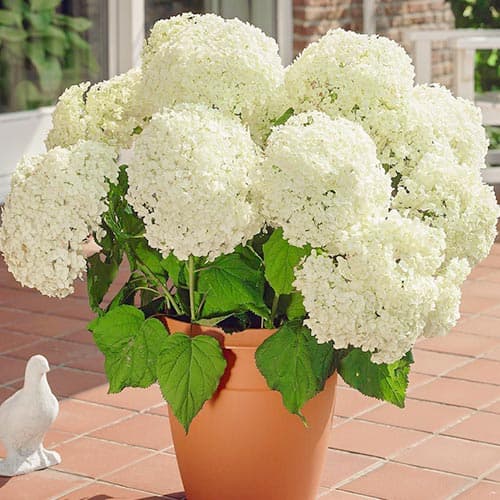 1 Pflanze(n), Schneeballhortensie Annabelle, P9 - Setzlinge: Ilość w opakowaniu: 1 Pflanze(n)