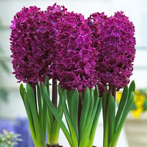 3 Stück, Hyazinthe Woodstock - Blumenzwiebeln: Ilość w opakowaniu: 3 Stück