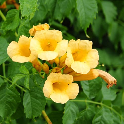 1 Pflanze(n), Klettertrompete Judy - Setzlinge: Ilość w opakowaniu: 1 Pflanze(n)